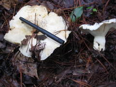 Lactifluus glaucescens