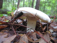 Lactifluus glaucescens