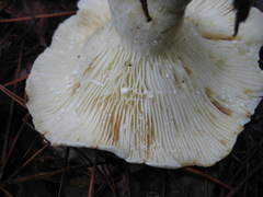 Lactifluus glaucescens