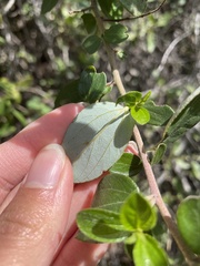 Ceanothus oliganthus sorediatus