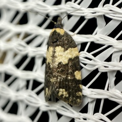 Dichelia cosmopis
