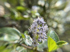 Ceanothus oliganthus sorediatus
