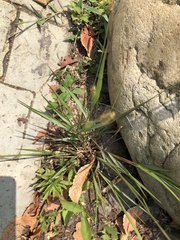 Setaria parviflora