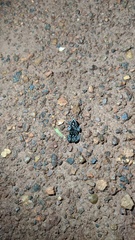 Chiasmocleis albopunctata