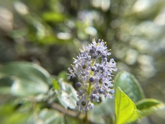 Ceanothus oliganthus sorediatus
