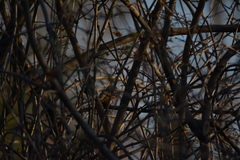 Passer domesticus