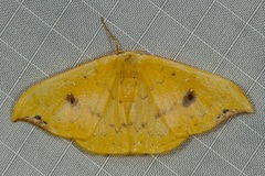 Tridrepana fulvata