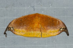 Tridrepana subtusmaculata