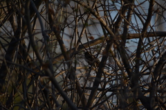 Passer domesticus