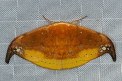 Tridrepana subtusmaculata