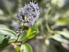 Ceanothus oliganthus sorediatus