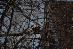 Passer domesticus