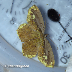 Pareumelea eugeniata