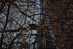 Passer domesticus