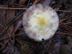 Agaricus auricolor