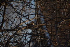 Passer domesticus