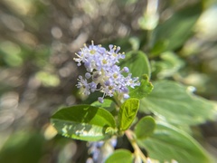 Ceanothus oliganthus sorediatus