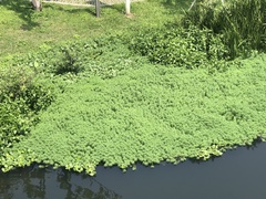 Myriophyllum aquaticum