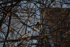 Passer domesticus