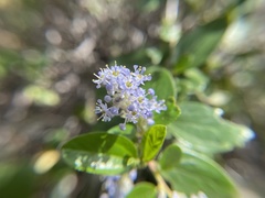 Ceanothus oliganthus sorediatus
