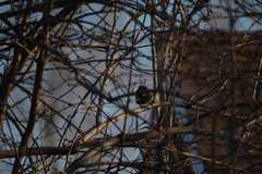 Passer domesticus