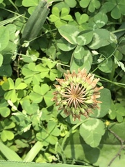Trifolium repens