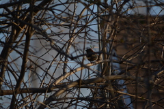 Passer domesticus