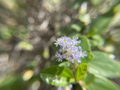 Ceanothus oliganthus sorediatus