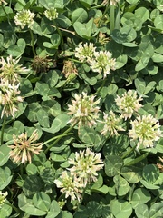 Trifolium repens