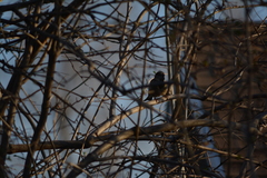 Passer domesticus