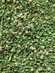 Trifolium repens