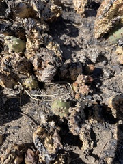 Opuntia basilaris brachyclada