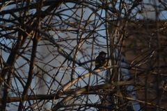 Passer domesticus