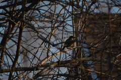 Passer domesticus
