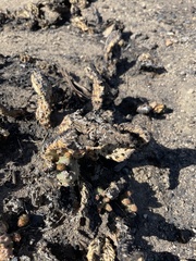 Opuntia basilaris brachyclada