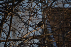 Passer domesticus