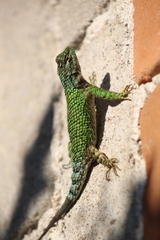 Sceloporus tanneri