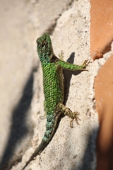Sceloporus tanneri