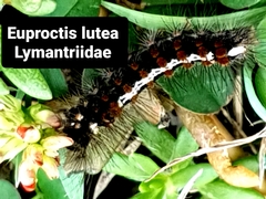 Euproctis lutea