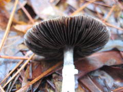 Agaricus auricolor