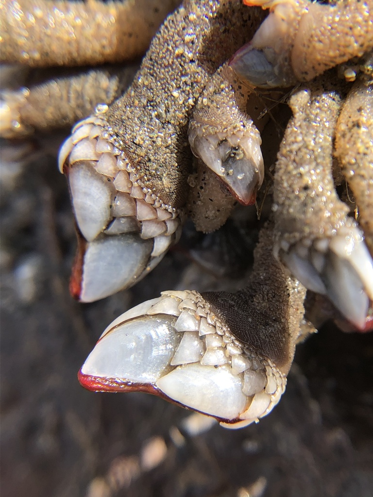 Photo of a Gooseneck Barnacle