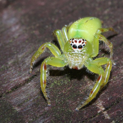 Green Jumping Spider photo 5