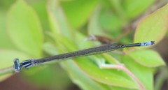 Enallagma divagans
