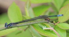 Enallagma divagans