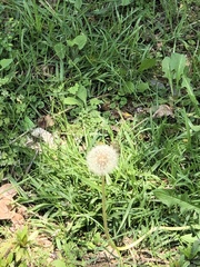 Taraxacum officinale