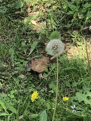 Taraxacum officinale