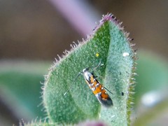 Neoheliodines vernius