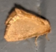 Tortricidia testacea