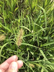 Setaria parviflora