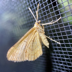 Anachloris subochraria